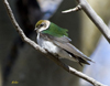 Violet-green Swallow female